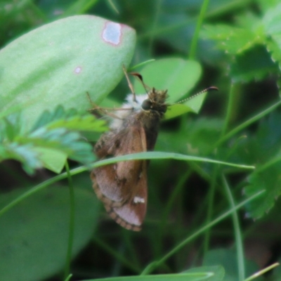 Toxidia doubledayi (Lilac Grass-skipper) at Mongarlowe, NSW - 23 Mar 2020 by LisaH