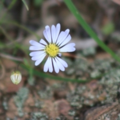 Brachyscome rigidula (Hairy Cut-leaf Daisy) at Mongarlowe, NSW - 23 Mar 2020 by LisaH