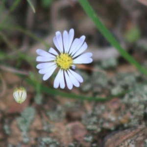 Brachyscome rigidula at Mongarlowe, NSW - 23 Mar 2020 02:43 PM