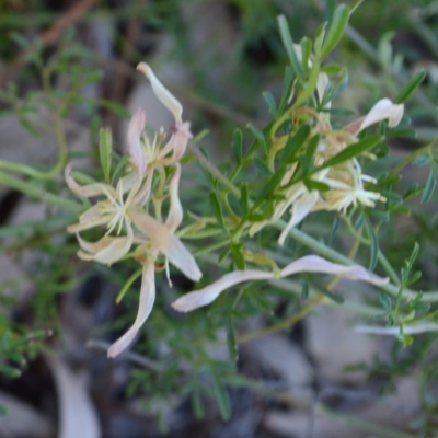 Clematis leptophylla (Small-leaf Clematis, Old Man's Beard) at Murrumbateman, NSW - 1 Oct 2019 by ALCaston