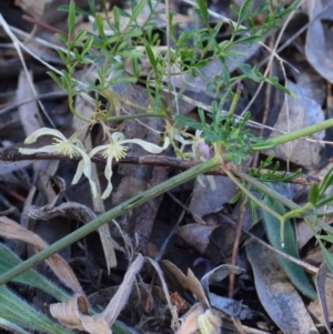 Clematis leptophylla at Murrumbateman, NSW - 1 Oct 2019