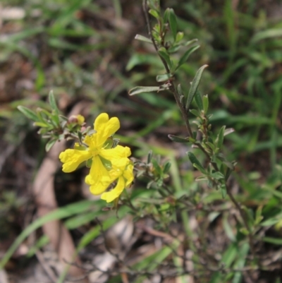 Hibbertia obtusifolia (Grey Guinea-flower) at Mongarlowe, NSW - 23 Mar 2020 by LisaH