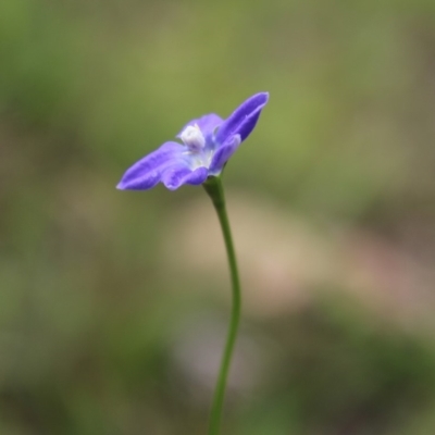 Wahlenbergia sp. (Bluebell) at Mongarlowe, NSW - 23 Mar 2020 by LisaH