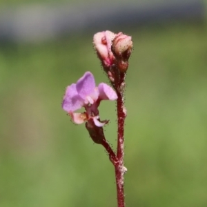 Stylidium sp. at Charleys Forest, NSW - 23 Mar 2020 01:55 PM