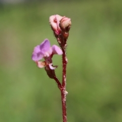 Stylidium sp. at Charleys Forest, NSW - 23 Mar 2020 01:55 PM