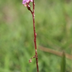 Stylidium sp. at Charleys Forest, NSW - 23 Mar 2020 01:55 PM