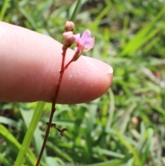 Stylidium sp. at Charleys Forest, NSW - 23 Mar 2020 01:55 PM