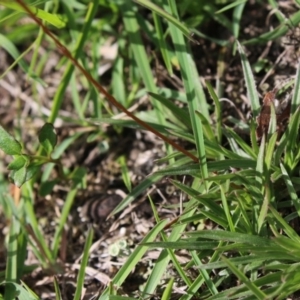 Stylidium sp. at Charleys Forest, NSW - 23 Mar 2020 01:55 PM