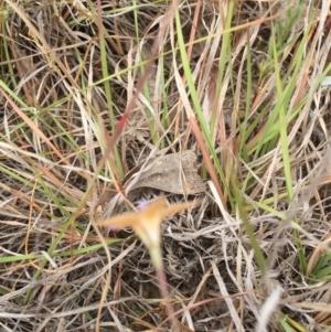 Wahlenbergia luteola at Murrumbateman, NSW - 30 Oct 2019