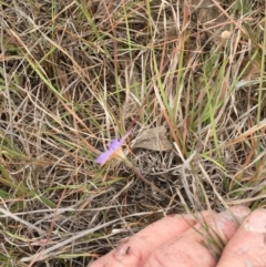 Wahlenbergia luteola at Murrumbateman, NSW - 30 Oct 2019