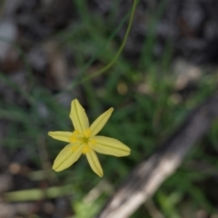 Tricoryne elatior (Yellow Rush Lily) at Federal Golf Course - 23 Mar 2020 by JackyF