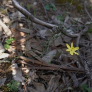 Tricoryne elatior at Hughes, ACT - 23 Mar 2020