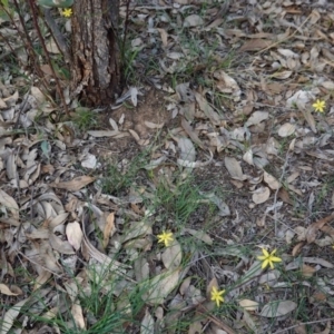 Tricoryne elatior at Hughes, ACT - 23 Mar 2020