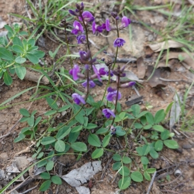 Glycine tabacina (Variable Glycine) at Federal Golf Course - 23 Mar 2020 by JackyF