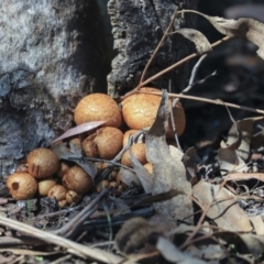 Gymnopilus junonius (Spectacular Rustgill) at Acton, ACT - 13 Mar 2020 by AlisonMilton