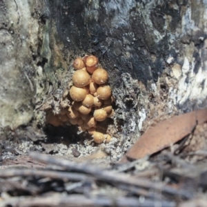 Gymnopilus junonius at Acton, ACT - 13 Mar 2020 12:06 PM