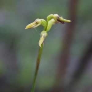 Corunastylis sp. at Mongarlowe, NSW - suppressed