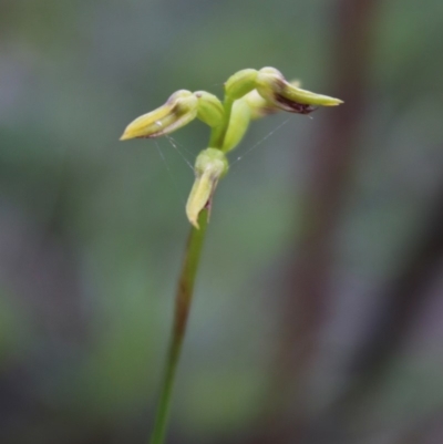 Corunastylis sp. (A Midge Orchid) at Mongarlowe, NSW - 23 Mar 2020 by LisaH