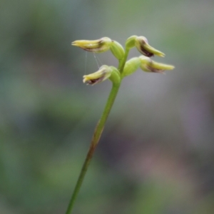 Corunastylis sp. at Mongarlowe, NSW - 23 Mar 2020