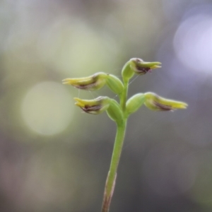 Corunastylis sp. at Mongarlowe, NSW - suppressed