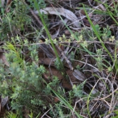 Corunastylis sp. at Mongarlowe, NSW - 23 Mar 2020