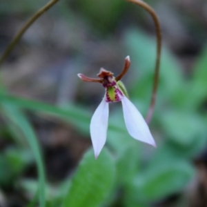 Eriochilus cucullatus at Mongarlowe, NSW - suppressed