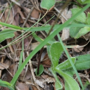 Eriochilus cucullatus at Mongarlowe, NSW - suppressed