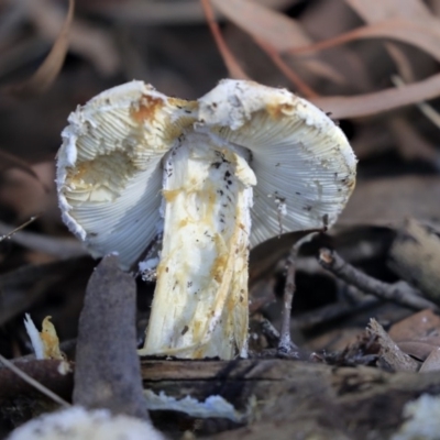 Amanita sp. (Amanita sp.) at Hackett, ACT - 12 Mar 2020 by Alison Milton