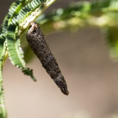 Conoeca or Lepidoscia (genera) IMMATURE (Unidentified Cone Case Moth larva, pupa, or case) at Acton, ACT - 13 Mar 2020 by AlisonMilton