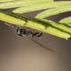 Unverified Ant (Hymenoptera, Formicidae) at Acton, ACT - 13 Mar 2020 by AlisonMilton