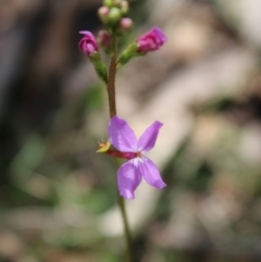 Stylidium sp. (Trigger Plant) at Mongarlowe, NSW - 23 Mar 2020 by LisaH