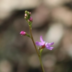 Stylidium sp. at Mongarlowe, NSW - 23 Mar 2020 01:13 PM