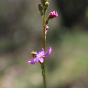 Stylidium sp. at Mongarlowe, NSW - 23 Mar 2020 01:13 PM