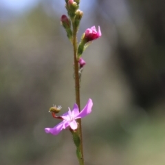 Stylidium sp. at Mongarlowe, NSW - 23 Mar 2020