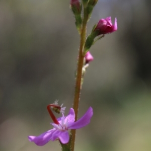 Stylidium sp. at Mongarlowe, NSW - 23 Mar 2020 01:13 PM