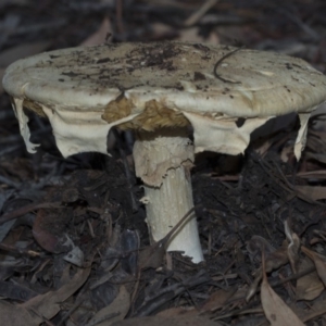 Amanita sp. at Acton, ACT - 13 Mar 2020