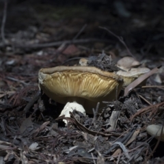 Amanita sp. at Acton, ACT - 13 Mar 2020