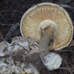 Amanita sp. at Acton, ACT - 13 Mar 2020