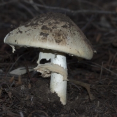 Amanita sp. at Acton, ACT - 13 Mar 2020