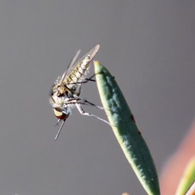 Geron sp. (genus) (Slender Bee Fly) at Acton, ACT - 12 Mar 2020 by AlisonMilton