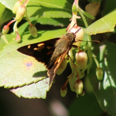 Trapezites symmomus (Splendid Ochre) at Mongarlowe River - 23 Mar 2020 by LisaH