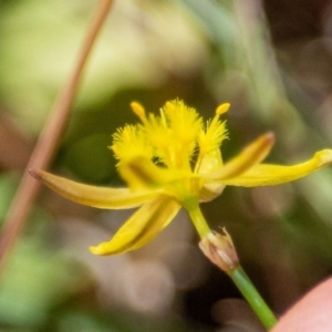 Tricoryne elatior at Murrumbateman, NSW - 18 Nov 2019