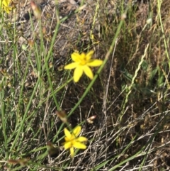 Tricoryne elatior at Murrumbateman, NSW - 18 Nov 2019 04:13 PM