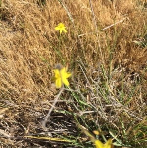 Tricoryne elatior at Murrumbateman, NSW - 18 Nov 2019 04:13 PM