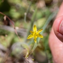 Tricoryne elatior at Murrumbateman, NSW - 18 Nov 2019 04:13 PM