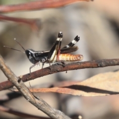 Macrotona australis (Common Macrotona Grasshopper) at Hackett, ACT - 12 Mar 2020 by AlisonMilton