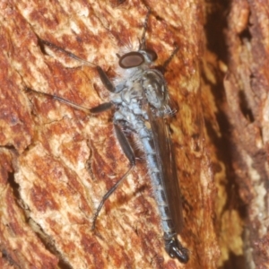 Cerdistus sp. (genus) at Weetangera, ACT - 23 Mar 2020 06:17 PM