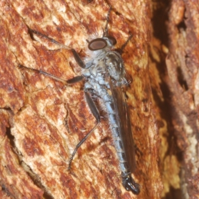 Cerdistus sp. (genus) (Slender Robber Fly) at The Pinnacle - 23 Mar 2020 by Harrisi