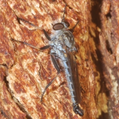 Cerdistus sp. (genus) (Slender Robber Fly) at Weetangera, ACT - 23 Mar 2020 by Harrisi