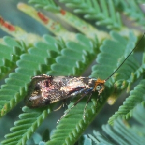 Nemophora (genus) at Weetangera, ACT - 23 Mar 2020